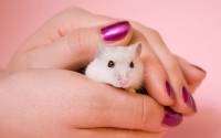 Hamsters-achtergronden-dieren-hd-hamster-wallpapers-foto-3